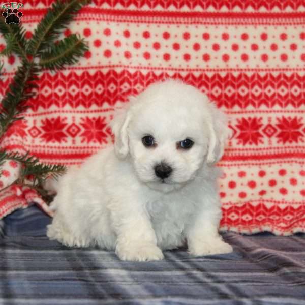 Jasper, Bichon Frise Puppy